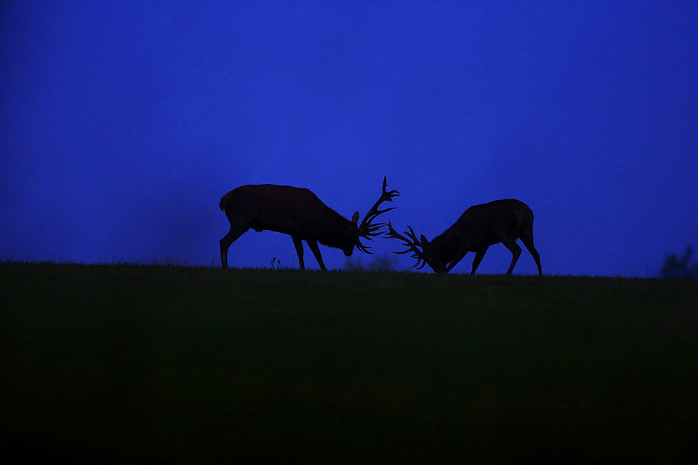 Red deer (Cervus elaphus) facing each other before a fight at sunset during the bellowing period.