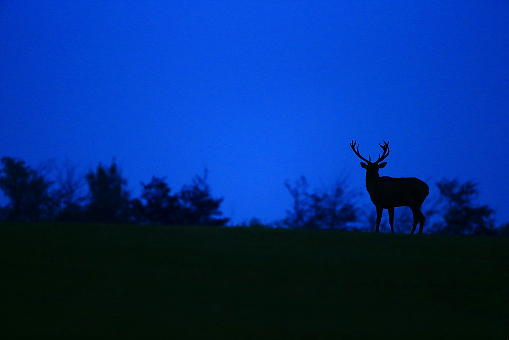 Red deer (Cervus elaphus) at sunset during the bellowing period.