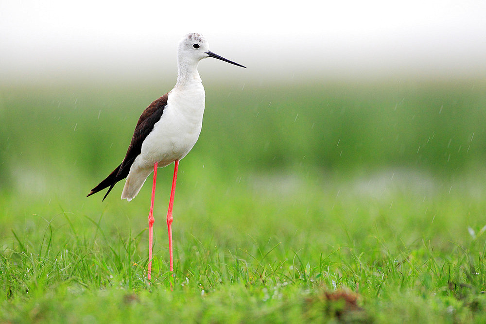 Black-winged Stilt (Himantopus himantopus) adult female in the rain