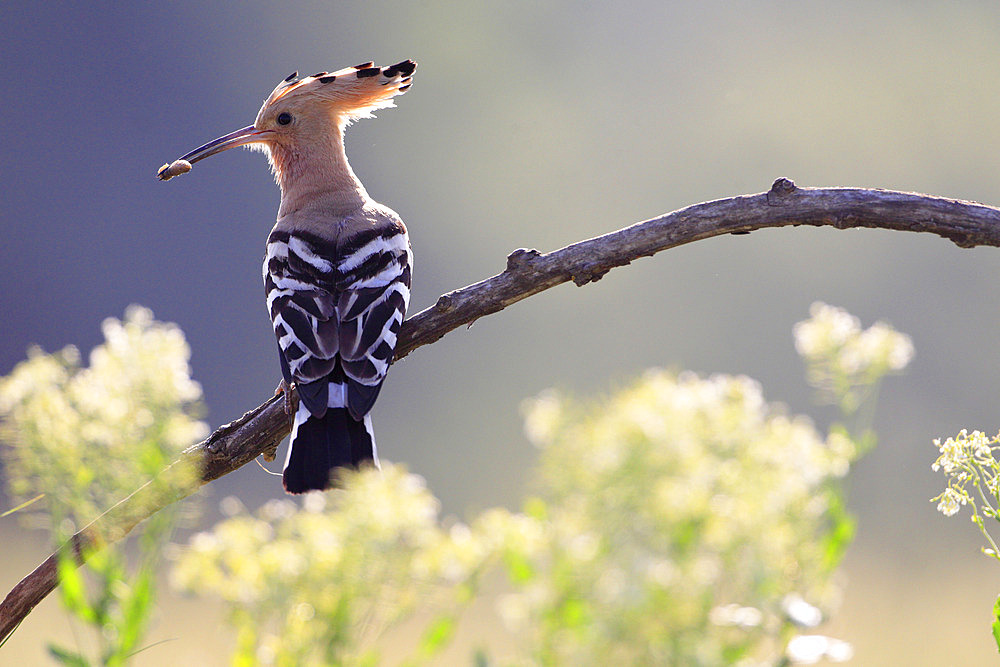 Hoopoe (Upupa epops) with a larva in its beak