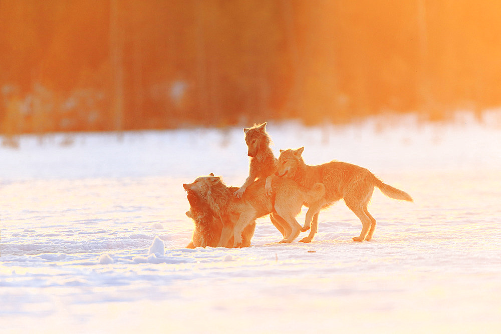 Pack of European wolves (Canis lupus lupus) playing on a snow-covered bog at dawn. Finland