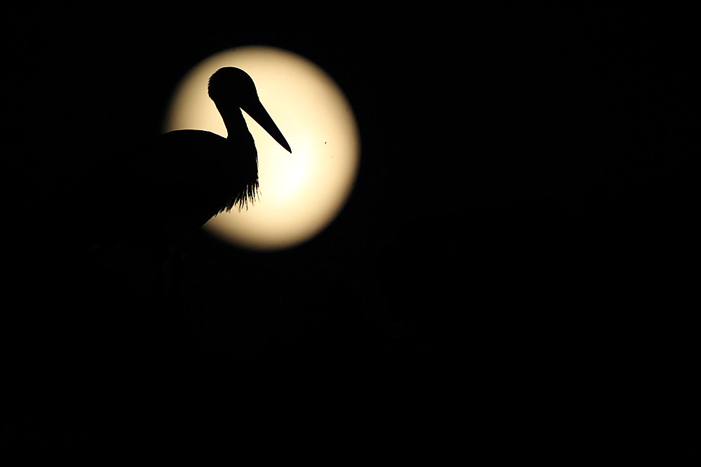 White stork (Ciconia ciconia) against a full-moon backdrop