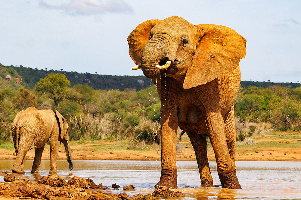 African Savanna Elephant or Savanna Elephant (Loxodonta africana), drinking at the waterhole, dry shrubby savannah, Laikipia County, Kenya, East Africa, Africa