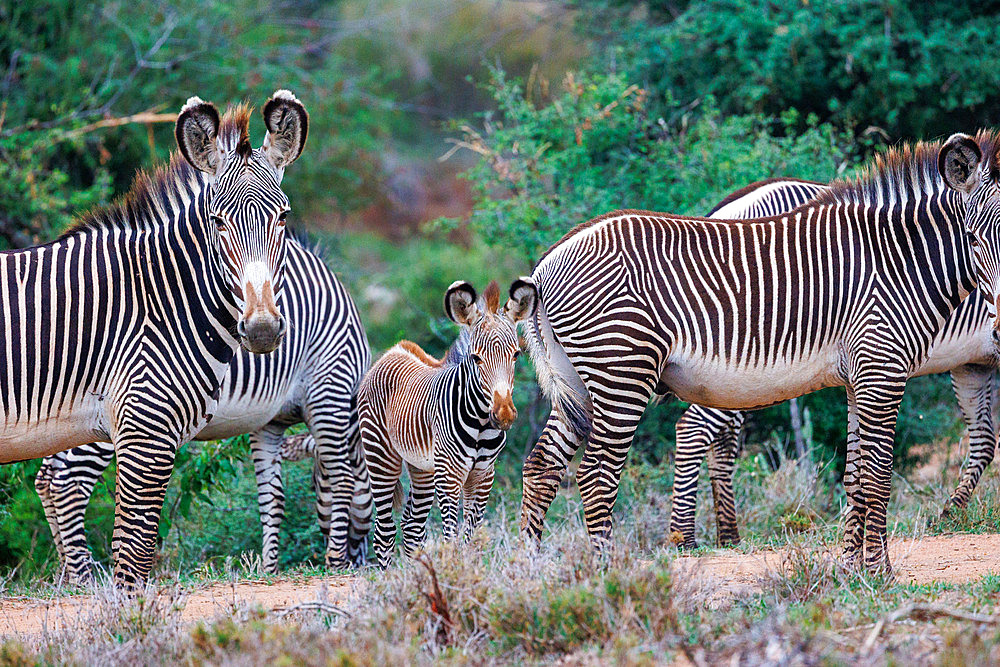 Grevy's Zebra (Equus grevyi), in the savannah, Mother and baby, dry shrubby savannah, Laïkipia County, Kenya, East Africa, Africa