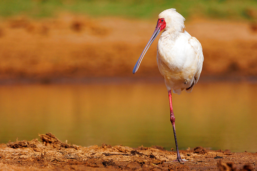 African Spoonbill (Platalea alba), resting on one leg near a waterhole, dry shrubby savannah, Laikipia County, Kenya, East Africa, Africa