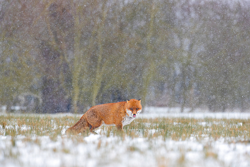 Red fox (Vulpes vulpes) standing in a snow storm, England