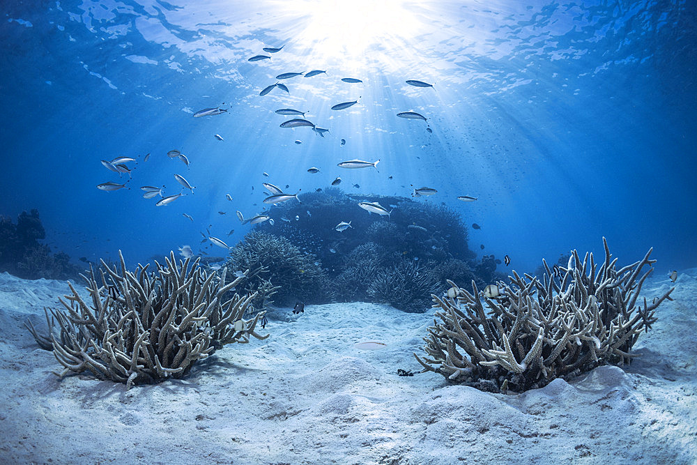 Coral bunches scattered on white sand in the pools of Longoni, Mayotte