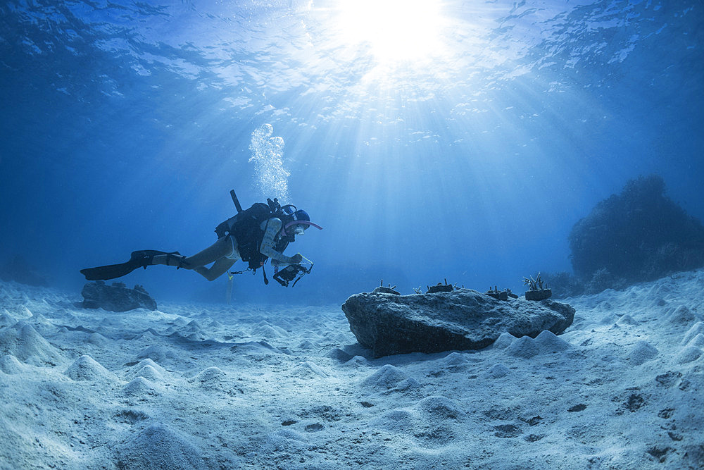 Coral nursery monitoring in Mayotte lagoon