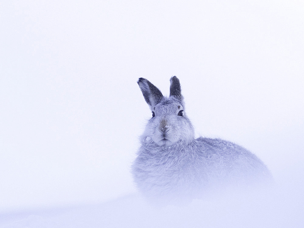 Mountain Hare (Lepus timidus) in snow, Cairngorms, Scotland