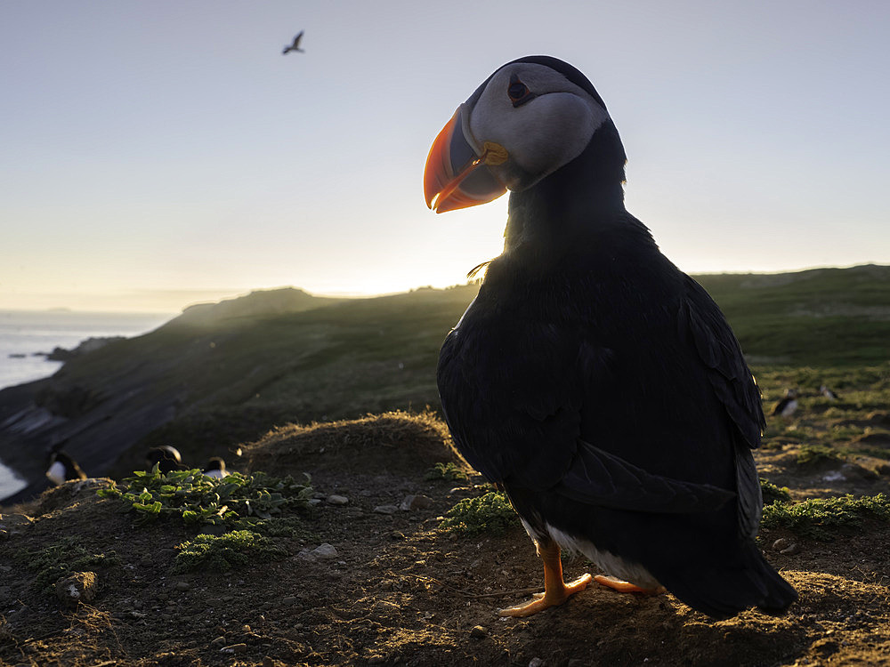 Atlantic Puffin (Fratercula arctica), Skomer island, Pembrokeshire, Wales