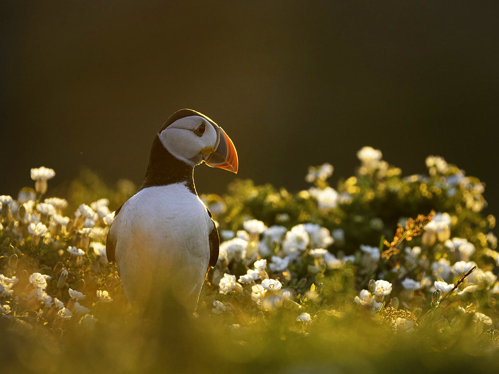 Atlantic Puffin (Fratercula arctica) among flowers , Skomer island, Pembrokeshire, Wales