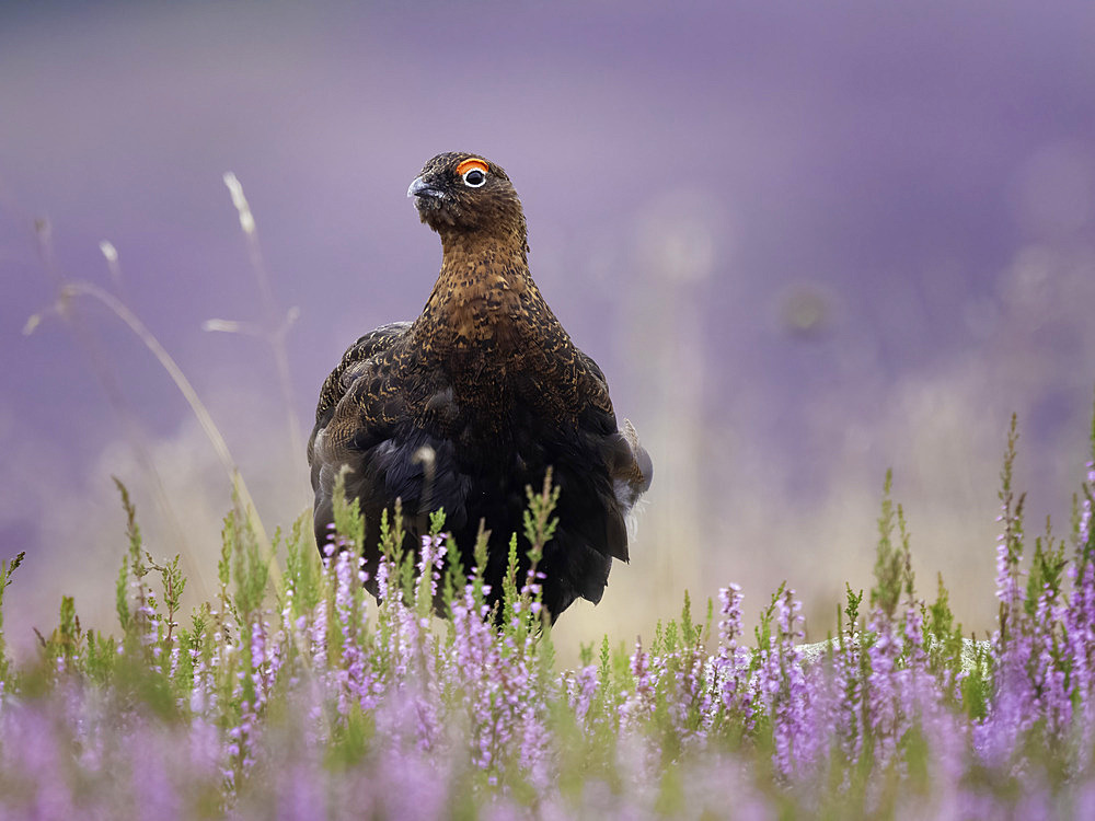 Red Grouse (Lagopus lagopus scotica) in heath, Peak district, England