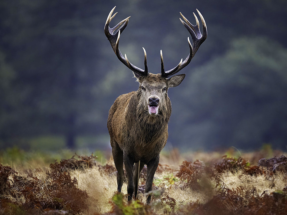 Red Deer (Cervus elaphus) bellowing, UK