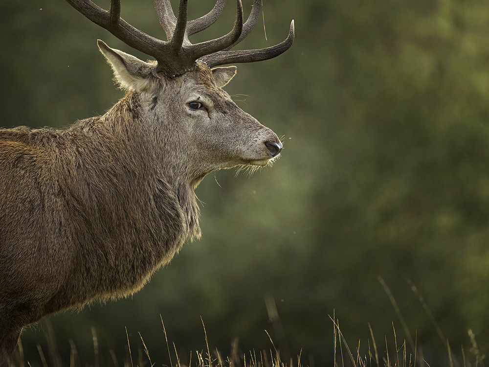 Portrait of Red Deer (Cervus elaphus), UK