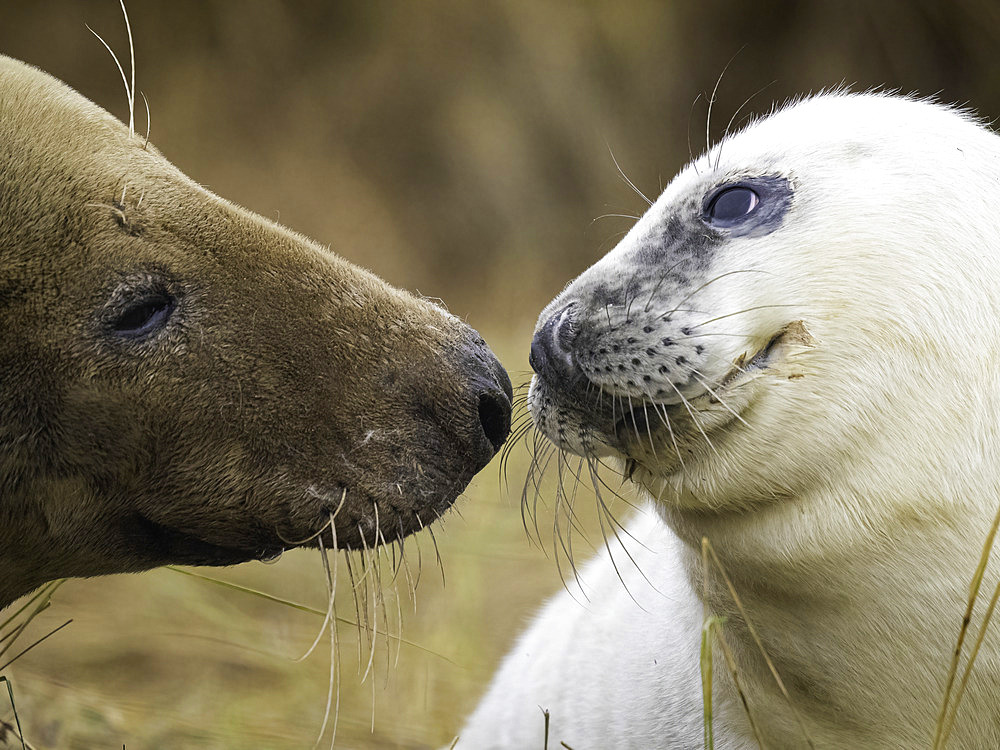 Portrait of Grey Seal (Halichoerus grypus), Lincolnshire, England