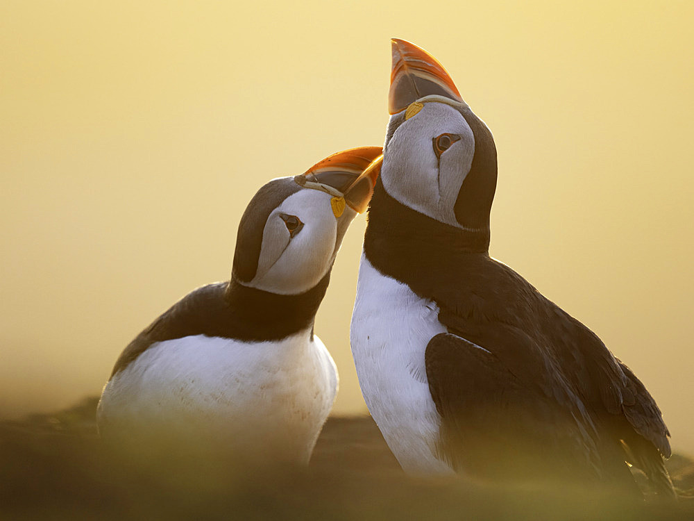 Atlantic Puffin (Fratercula arctica) displaying, Skomer island, Pembrokeshire, Wales