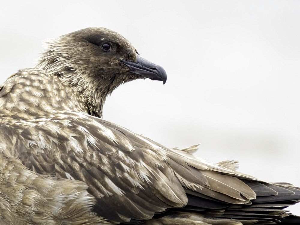 Great Skua (Stercorarius skua), Shetland, Scotland