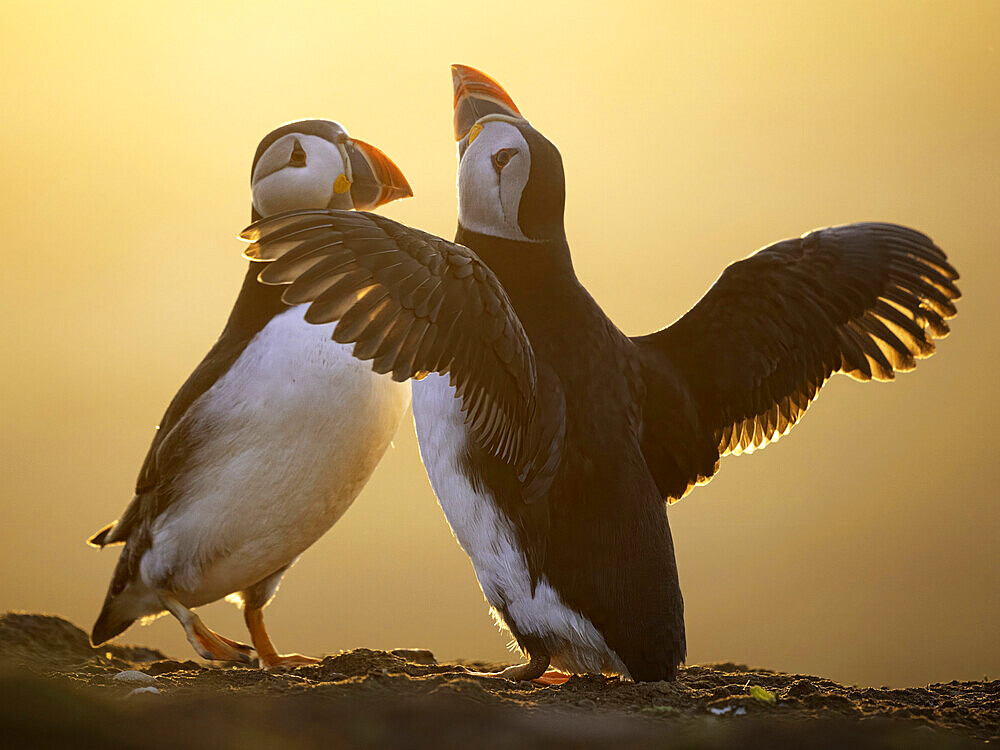 Atlantic Puffin (Fratercula arctica) displaying, Skomer island, Pembrokeshire, Wales