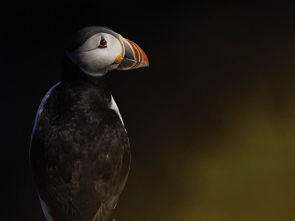 Atlantic Puffin (Fratercula arctica), Sumburgh, Shetland, Scotland