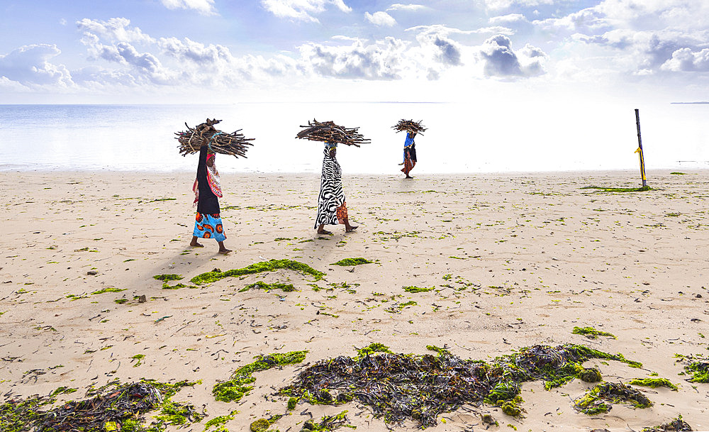 Women bringing home bundles of gathered branches to light their fire and cook at sunrise, beach south of Uroa, on the east coast of Zanzibar, Tanzania.