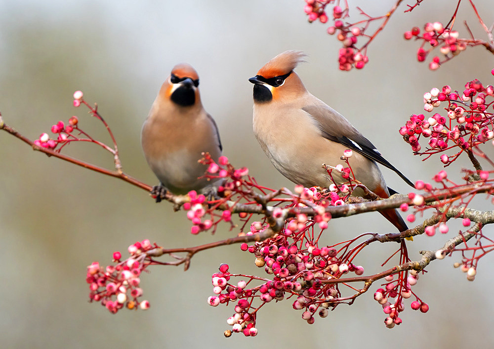 Waxwing (Bombycilla Garrulus) eating a berrie, England