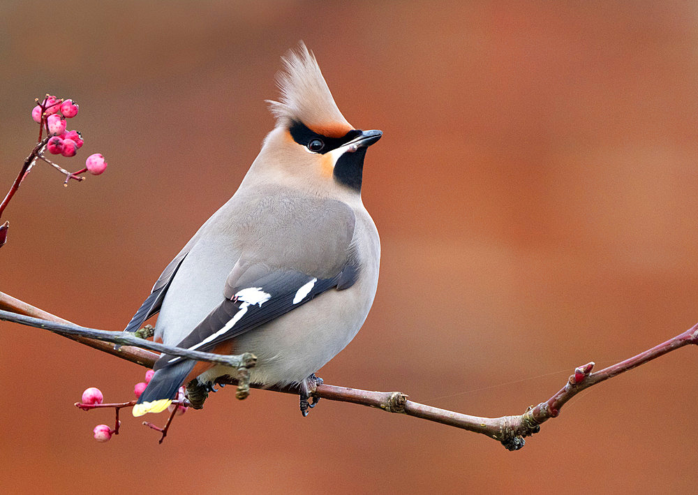 Waxwing (Bombycilla Garrulus) perched in a rowan tree, England