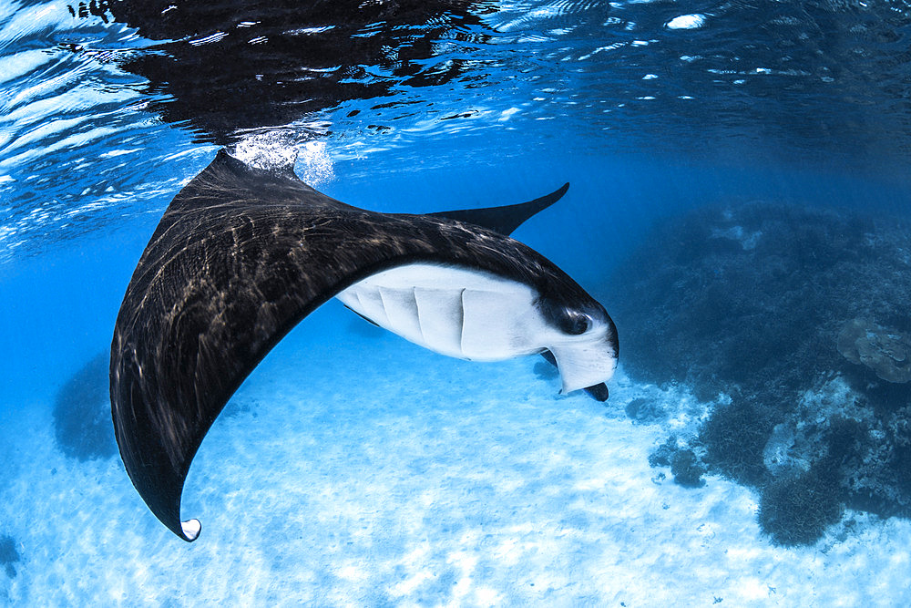 Reef manta ray (Mobula alfredi) making a 180-degree turn in the translucent reef waters of the Mayotte lagoon.