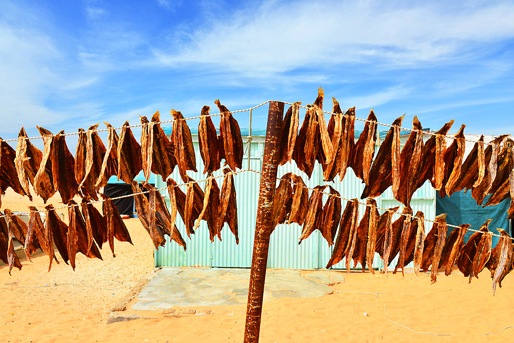 Fish drying in the sun. Iwik. Banc d'Arguin National Park. Mauritania.