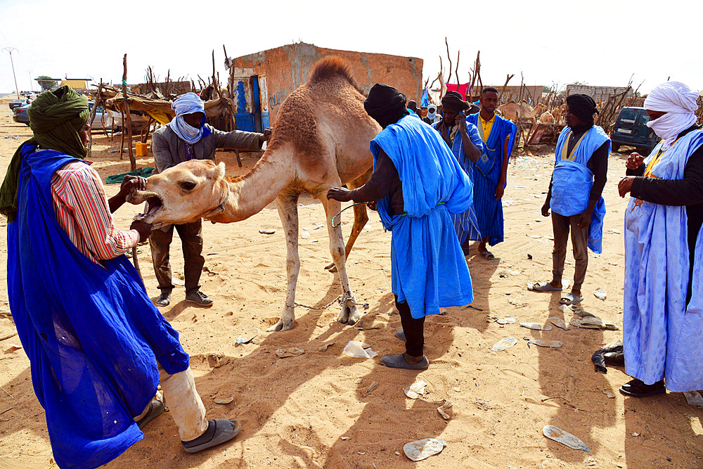 Moorishs men checking at a camel for sale at the camel market of Nouakchott. Nouakchott. Mauritania.