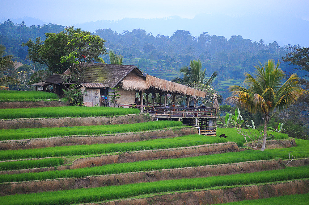 Jatiluwih rice field. Munbduk and Ubud region. Bali. Indonesia.