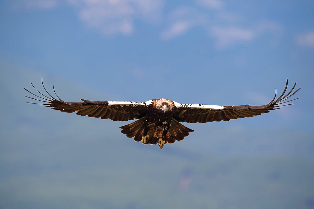 Spanish imperial eagle (Aquila adalberti) adult in head-on flight. Tolede region, Spain