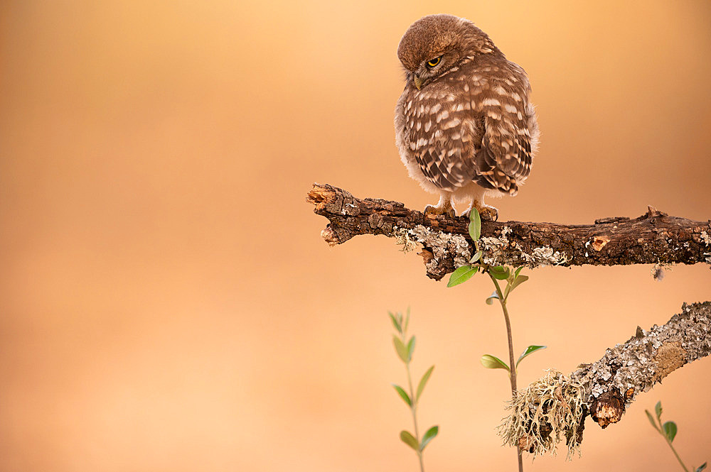 Juvenile Little Owl (Athene noctua) perched among olive trees. Toledo region, Spain