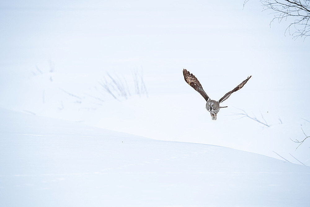 Great Grey Owl (Strix nebulosa) adult hunting in winter. Kuusamo region, Finland