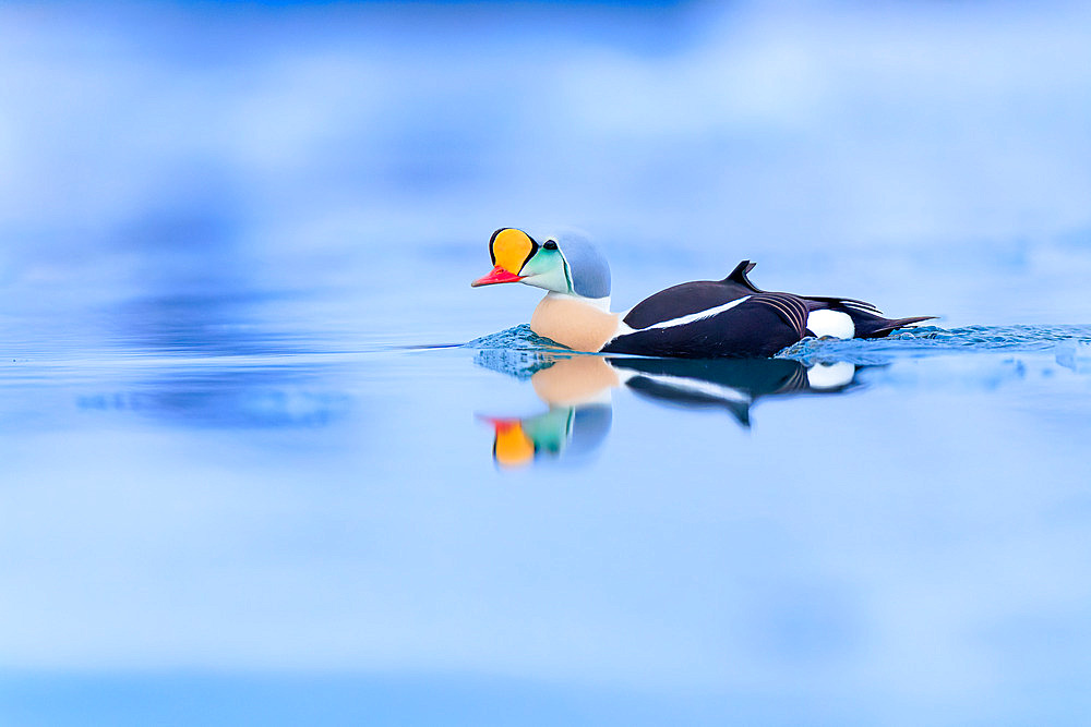 King Eider (Somateria spectabilis) adult male in nuptial plumage on the water in winter in Varanger, Norway