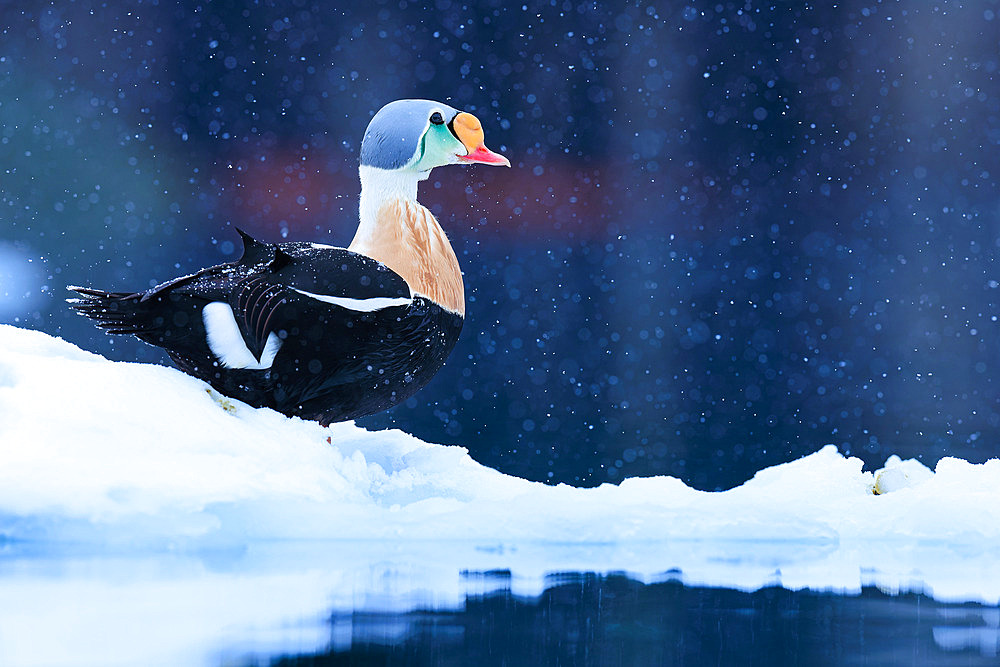 King eider duck (Somateria spectabilis) adult male in breeding plumage on winter ice floes during a snow shower in Varanger, Norway