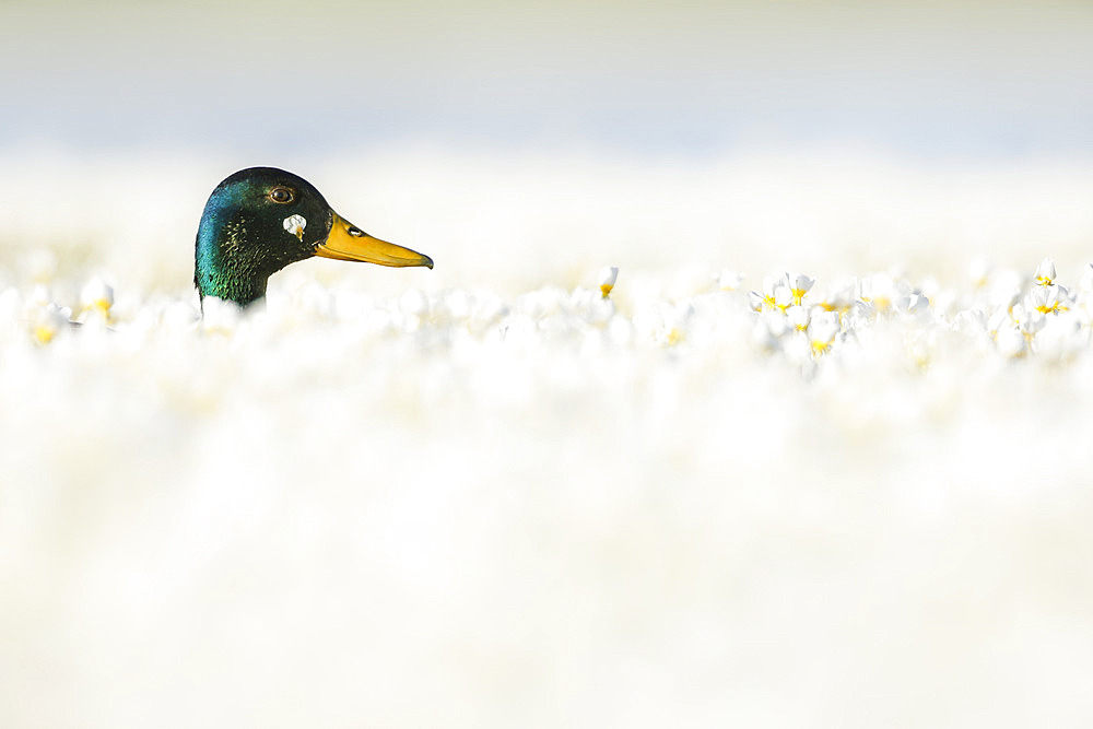 Mallard duck (Anas platyrhynchos) among flowers, Salamanca, Castille and Leon, Spain