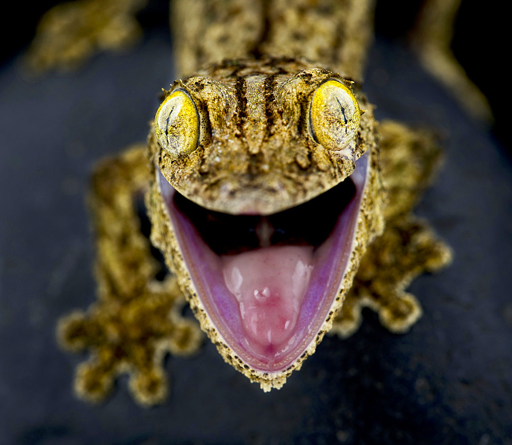 Southern leaftailed gecko (Uroplatus sameiti)