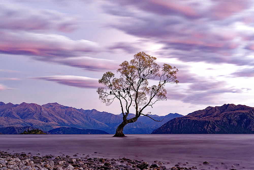 That Wanaka tree, Wanaka lake, Otago, Southern island, New-Zealand