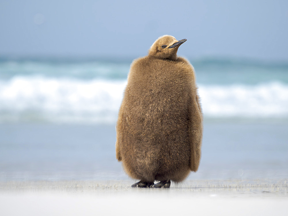 King Penguin (Aptenodytes patagonicus) chick on beach in the Falkland Islands in the South Atlantic. South America, Falkland Islands, Saunders Island