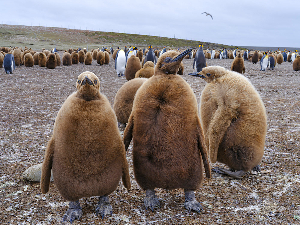 King Penguin (Aptenodytes patagonicus) chicks in colony in the Falkland Islands in the South Atlantic. South America, Falkland Islands, Volunteer Point