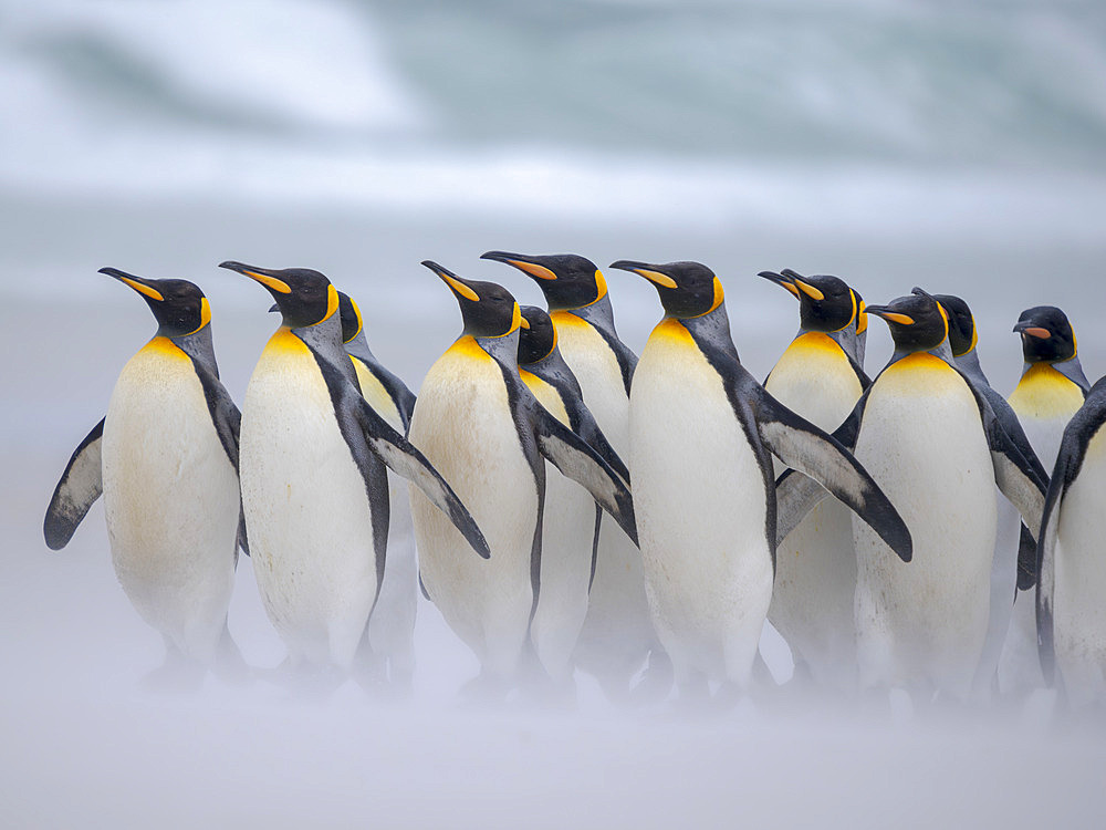 King Penguin (Aptenodytes patagonicus) group on a beach in the Falkland Islands. South America, Falkland Islands, Volunteer Point