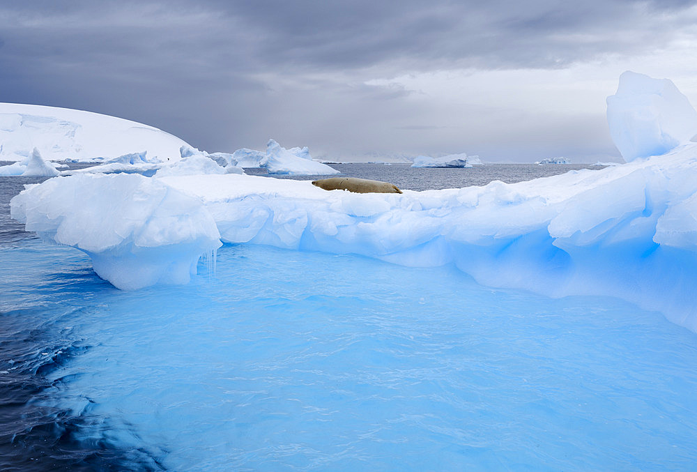 Crabeater seal (Lobodon carcinophaga) resting on an ice floe, Antarctica, Antarctic Peninsula, Portal Point