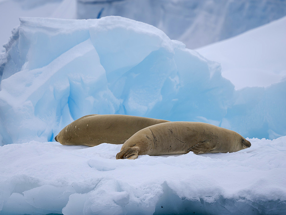 Crabeater seal (Lobodon carcinophaga) resting on an ice floe, Antarctica, Antarctic Peninsula, Portal Point