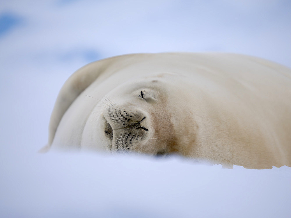 Crabeater seal (Lobodon carcinophaga) resting on an ice floe, Antarctica, Antarctic Peninsula, Portal Point