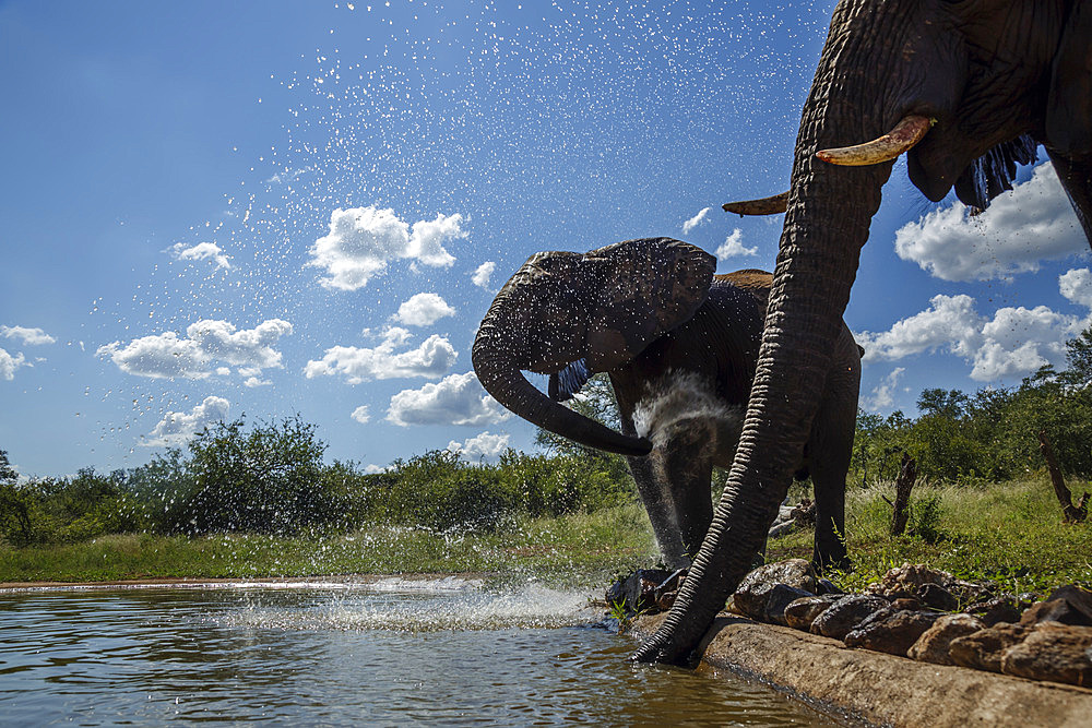 Two African bush elephant (Loxodonta africana) drinking at waterhole in Kruger National park, South Africa