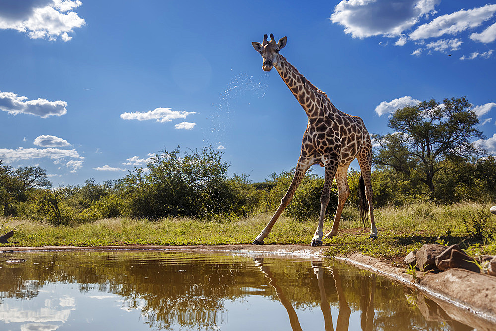 Giraffe (Giraffa camelopardalis) drinking at waterhole in Kruger National park, South Africa