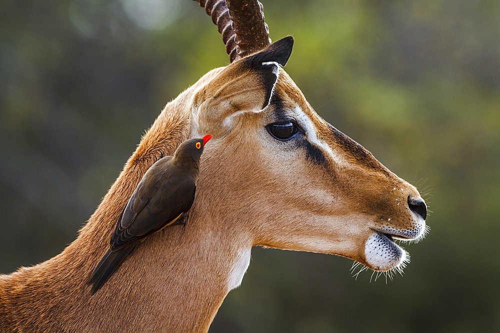 Common Impala (Aepyceros melampus) male portrait with grooming oxpecker in Kruger National park, South Africa