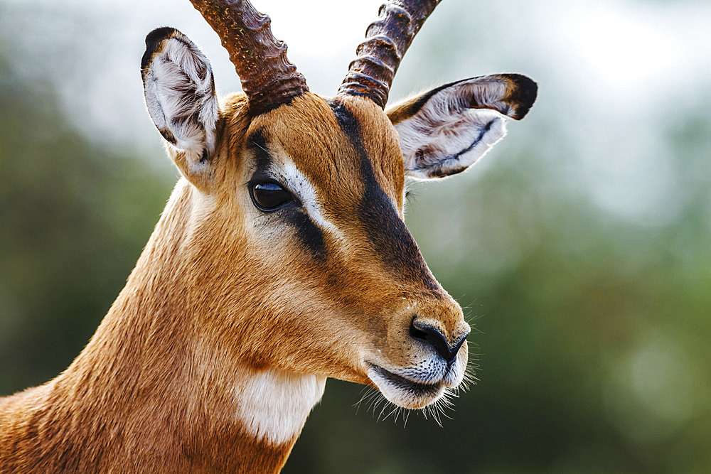 Common Impala (Aepyceros melampus) horned male portrait isolated in natural background in Kruger National park, South Africa