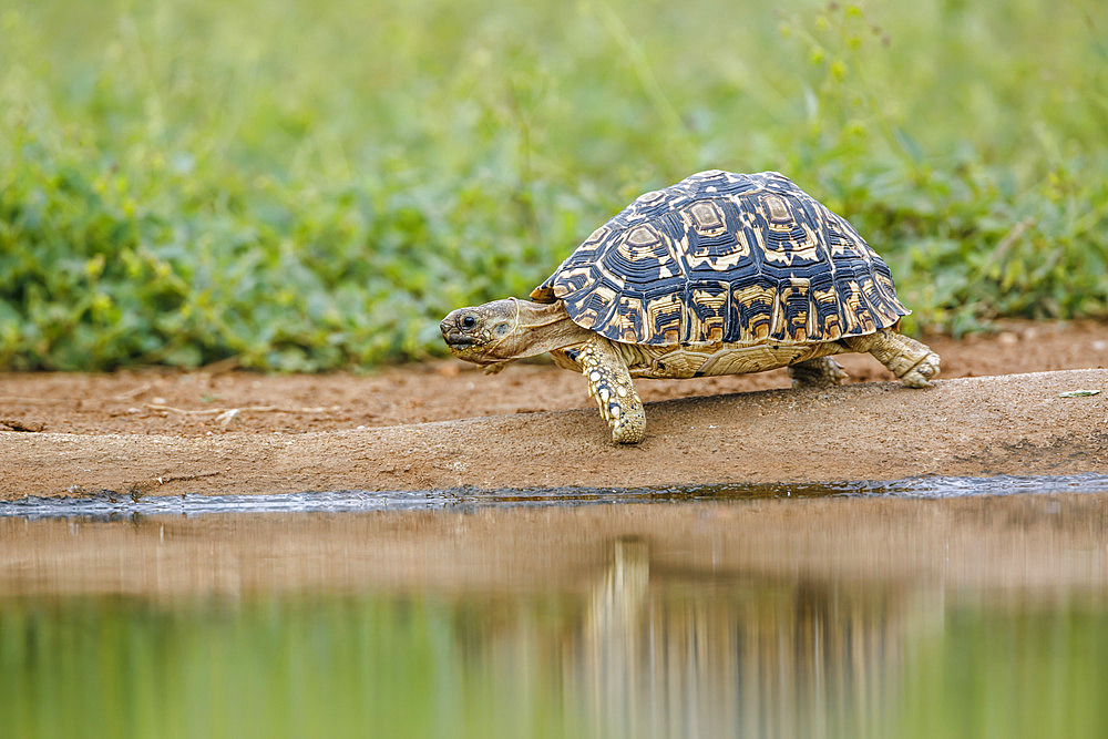 Leopard tortoise (Stigmochelys pardalis) walking along waterhole in Kruger national park, South Africa