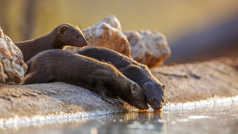 Three Slender mongooses (Galerella sanguinea) drinking in waterhole in backlit in Kruger national park, South Africa